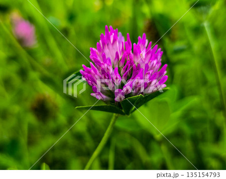 Summer Flower Beds in Full Bloom Summer Flower Beds in Full Bloom 135154793