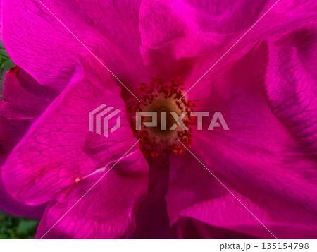 Summer Flower Beds in Full Bloom Summer Flower Beds in Full Bloom 135154798