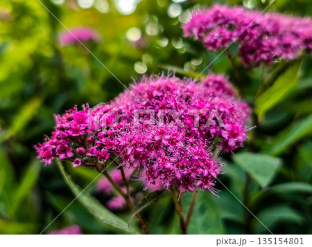 Summer Flower Beds in Full Bloom Summer Flower Beds in Full Bloom 135154801