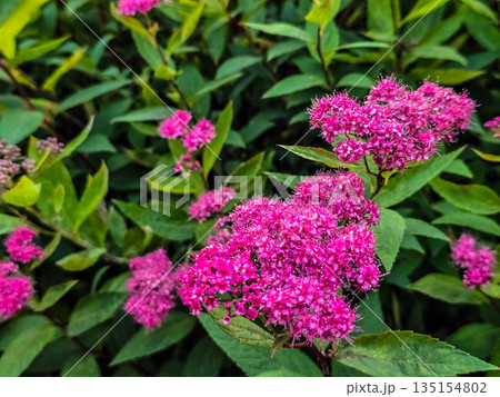 Summer Flower Beds in Full Bloom 135154802