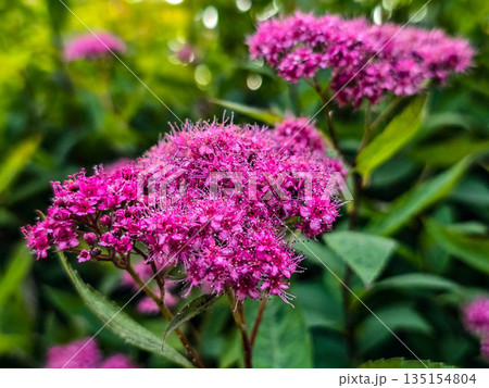 Summer Flower Beds in Full Bloom 135154804