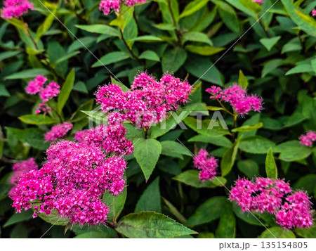 Summer Flower Beds in Full Bloom 135154805