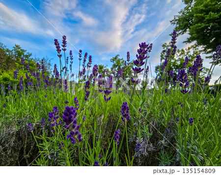 Blooming Lavender Field lavender purple flowers 135154809