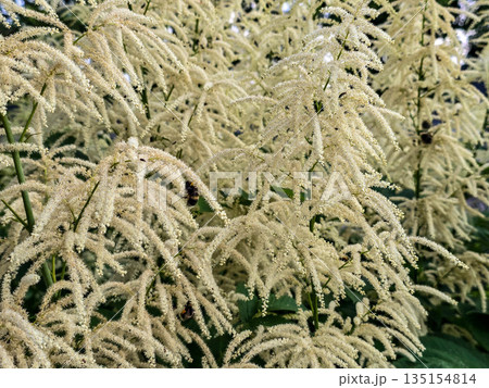 White Fluffy Blossom Bushes white flowers 135154814