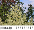 White Fluffy Blossom Bushes white flowers 135154817