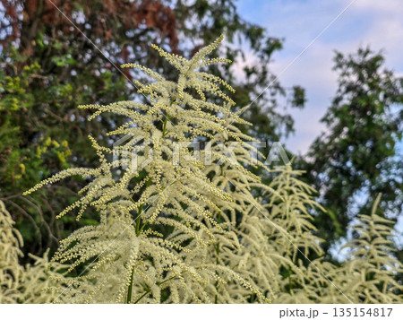 White Fluffy Blossom Bushes white flowers White Fluffy Blossom Bushes white flowers 135154817