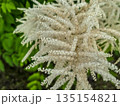 White Fluffy Blossom Bushes white flowers 135154821