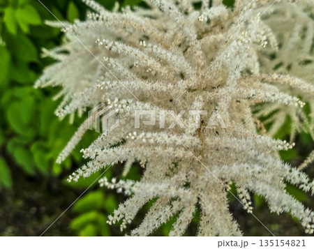 White Fluffy Blossom Bushes white flowers 135154821
