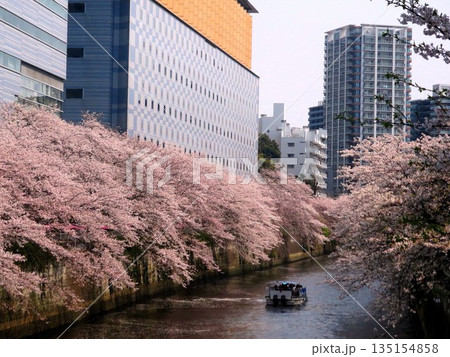 2019.4.7 目黒通り目黒新橋から眺める目黒川の桜 135154858