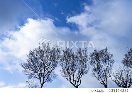 冬空と雲と木立 冬空と雲と木立 135154881