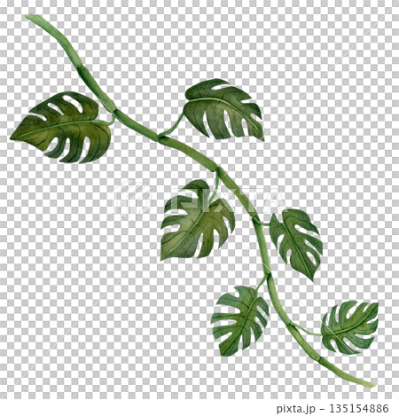 Green monstera leaves branch. Tropical plant. Hand painted watercolor illustration isolated on white background. Design element for fabrics, invitations, clothes and printing 135154886
