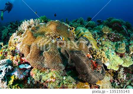 イソギンチャクとクマノミ パラオの海 ダイビングの風景 イソギンチャクとクマノミ パラオの海 ダイビングの風景 135155143