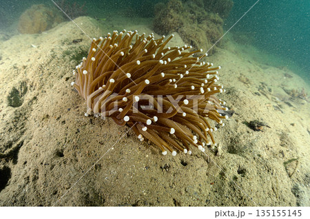 イソギンチャク パラオの海 ダイビングの風景 イソギンチャク パラオの海 ダイビングの風景 135155145