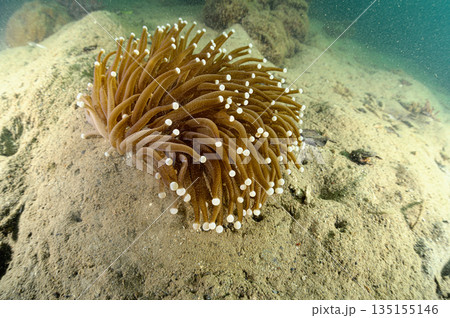 イソギンチャク パラオの海 ダイビングの風景 イソギンチャク パラオの海 ダイビングの風景 135155146