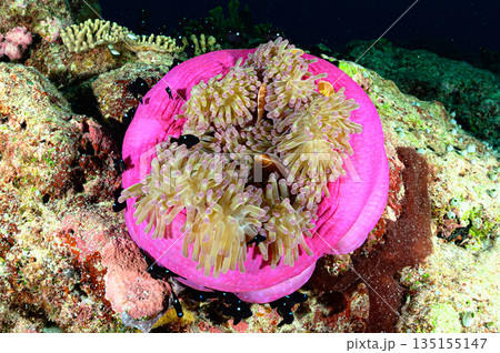 イソギンチャクとクマノミ　パラオの海　ダイビングの風景 135155147