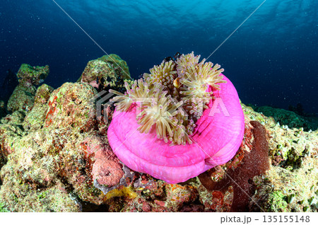 イソギンチャクとクマノミ パラオの海 ダイビングの風景 イソギンチャクとクマノミ パラオの海 ダイビングの風景 135155148