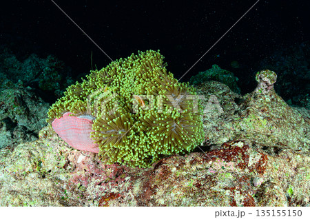イソギンチャクとクマノミ　パラオの海　ダイビングの風景 135155150