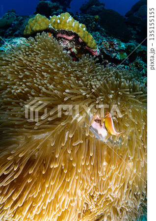 イソギンチャクとクマノミ　パラオの海　ダイビングの風景 135155155