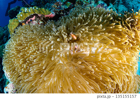 イソギンチャクとクマノミ パラオの海 ダイビングの風景 イソギンチャクとクマノミ パラオの海 ダイビングの風景 135155157