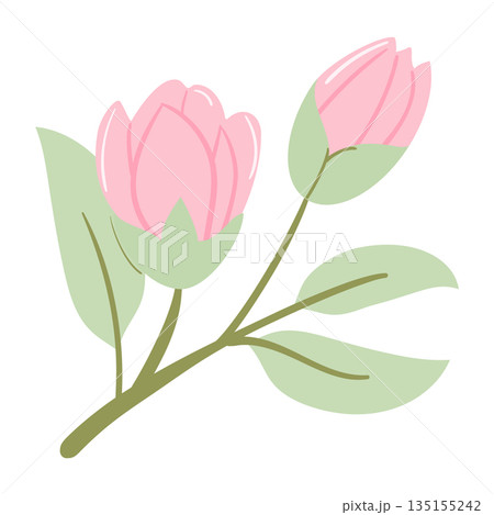 Pastel Cherry Blossom, Bloom and Green Leaves Hand-Drawn Pastel Cherry Blossom, Bloom and Green Leaves Hand-Drawn 135155242