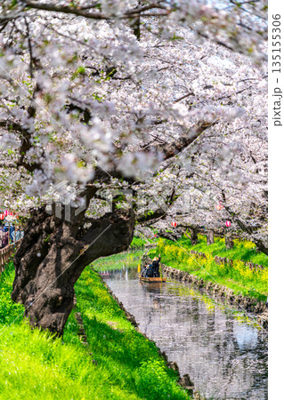 【埼玉県】川越にある新河岸川に咲く満開の桜 135155306