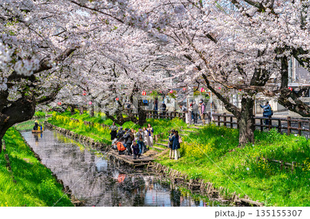 【埼玉県】川越にある新河岸川に咲く満開の桜 【埼玉県】川越にある新河岸川に咲く満開の桜 135155307