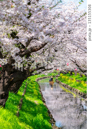 【埼玉県】川越にある新河岸川に咲く満開の桜 【埼玉県】川越にある新河岸川に咲く満開の桜 135155308