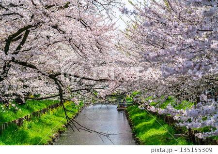 【埼玉県】川越にある新河岸川に咲く満開の桜 【埼玉県】川越にある新河岸川に咲く満開の桜 135155309
