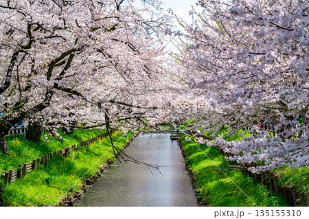 【埼玉県】川越にある新河岸川に咲く満開の桜 135155310