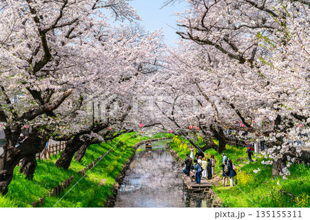 【埼玉県】川越にある新河岸川に咲く満開の桜 135155311