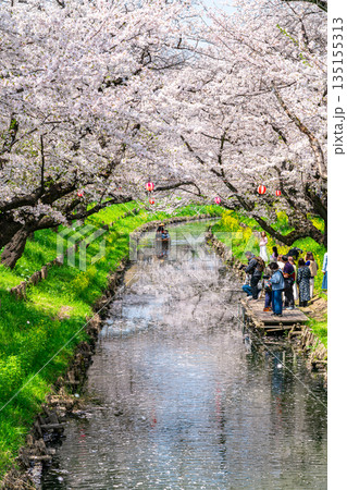 【埼玉県】川越にある新河岸川に咲く満開の桜 【埼玉県】川越にある新河岸川に咲く満開の桜 135155313