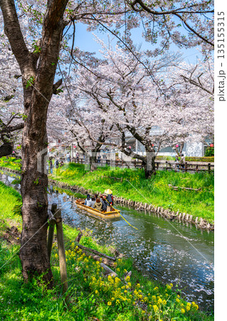 【埼玉県】川越にある新河岸川に咲く満開の桜 135155315