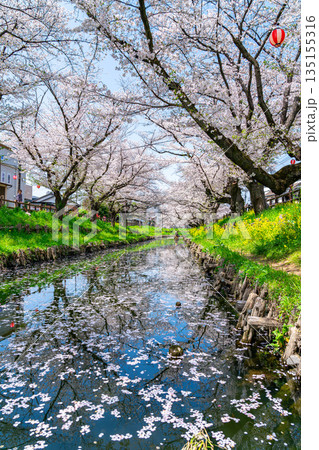 【埼玉県】川越にある新河岸川に咲く満開の桜 【埼玉県】川越にある新河岸川に咲く満開の桜 135155316