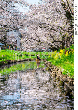【埼玉県】川越にある新河岸川に咲く満開の桜 135155317