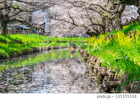 【埼玉県】川越にある新河岸川に咲く満開の桜 【埼玉県】川越にある新河岸川に咲く満開の桜 135155318