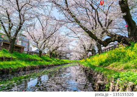 【埼玉県】川越にある新河岸川に咲く満開の桜 135155320