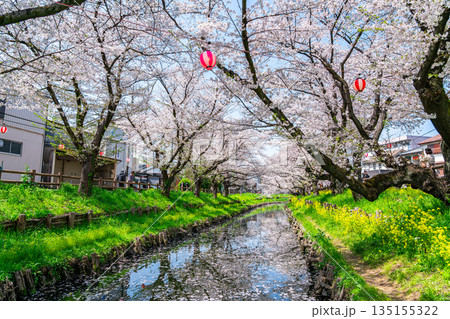 【埼玉県】川越にある新河岸川に咲く満開の桜 【埼玉県】川越にある新河岸川に咲く満開の桜 135155322