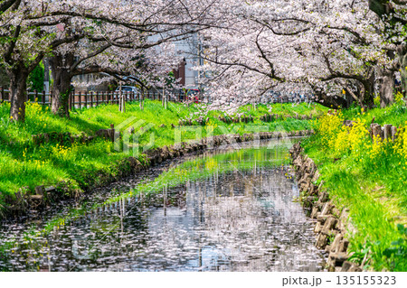 【埼玉県】川越にある新河岸川に咲く満開の桜 135155323