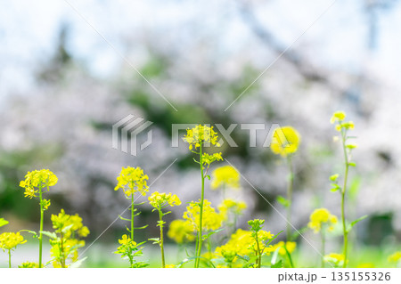 【埼玉県】川越にある新河岸川に咲く菜の花 135155326