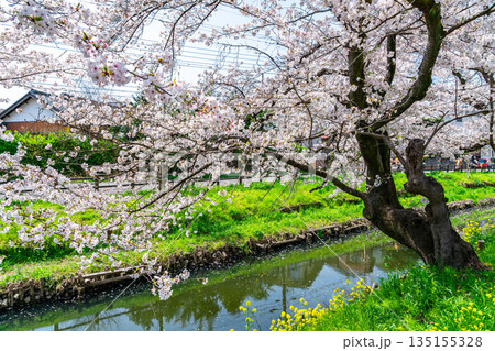 【埼玉県】川越にある新河岸川に咲く満開の桜 135155328