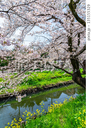 【埼玉県】川越にある新河岸川に咲く満開の桜 135155329