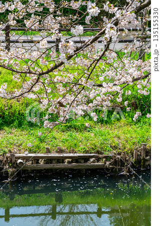 【埼玉県】川越にある新河岸川に咲く満開の桜 135155330