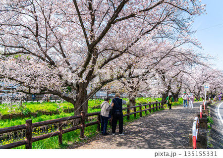 【埼玉県】川越にある新河岸川に咲く満開の桜 【埼玉県】川越にある新河岸川に咲く満開の桜 135155331