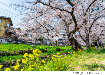 【埼玉県】川越にある新河岸川に咲く満開の桜と菜の花 135155333