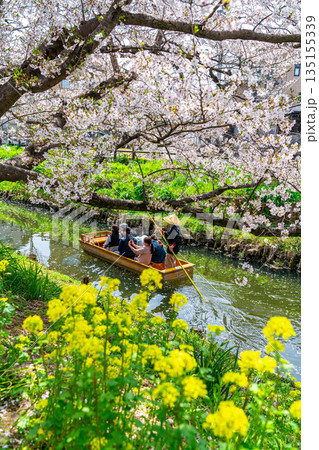 【埼玉県】川越にある新河岸川に咲く満開の桜と菜の花 135155339
