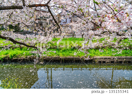 【埼玉県】川越にある新河岸川に咲く満開の桜 135155341