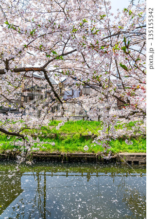 【埼玉県】川越にある新河岸川に咲く満開の桜 【埼玉県】川越にある新河岸川に咲く満開の桜 135155342