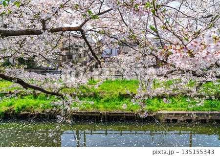 【埼玉県】川越にある新河岸川に咲く満開の桜 【埼玉県】川越にある新河岸川に咲く満開の桜 135155343