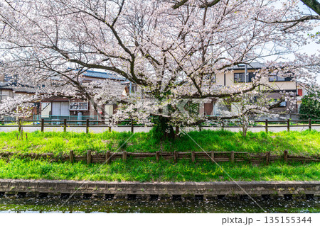 【埼玉県】川越にある新河岸川に咲く満開の桜 135155344