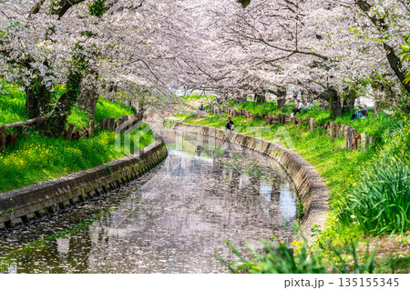 【埼玉県】川越にある新河岸川に咲く満開の桜 135155345